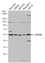 Cdc25C Antibody in Western Blot (WB)