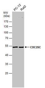 Cdc25C Antibody in Western Blot (WB)