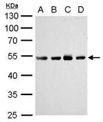 Cdc25C Antibody in Western Blot (WB)