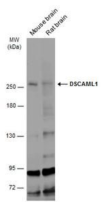 DSCAML1 Polyclonal Antibody