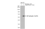 Phospho-AKT1 (Ser473) Antibody in Western Blot (WB)
