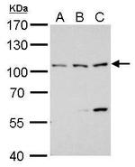 ATG9A Antibody in Western Blot (WB)