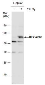 HIF-2 alpha Polyclonal Antibody
