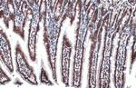 H3K18ac Antibody in Immunohistochemistry (Paraffin) (IHC (P))