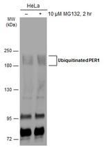 PER1 Polyclonal Antibody