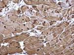 NAMPT Antibody in Immunohistochemistry (Paraffin) (IHC (P))