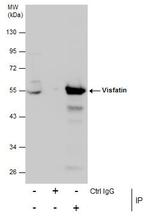 NAMPT Antibody in Immunoprecipitation (IP)
