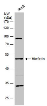 NAMPT Antibody in Western Blot (WB)