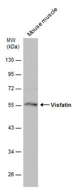 NAMPT Antibody in Western Blot (WB)