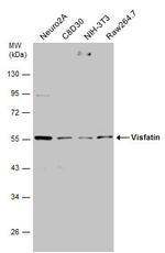 NAMPT Antibody in Western Blot (WB)