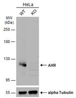 AHR Antibody in Western Blot (WB)