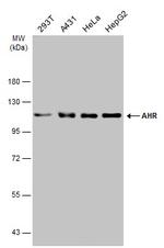 AHR Polyclonal Antibody