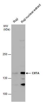CIITA Polyclonal Antibody