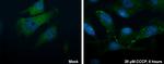 ATG16L1 Polyclonal Antibody