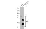 IGF2 Polyclonal Antibody