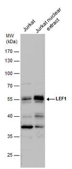 LEF1 Polyclonal Antibody