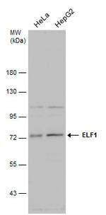 ELF1 Polyclonal Antibody