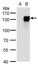 NFATC4 Polyclonal Antibody