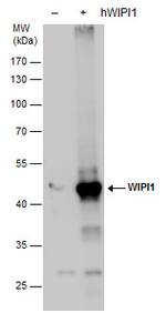 WIPI1 Polyclonal Antibody