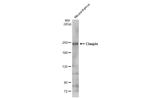 Claspin Antibody in Western Blot (WB)