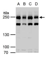 Claspin Antibody in Western Blot (WB)