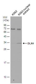 DLX4 Polyclonal Antibody