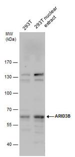 BDP Antibody in Western Blot (WB)