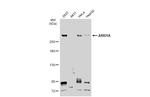 ARID1A Antibody in Western Blot (WB)