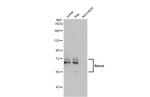 IKAROS Polyclonal Antibody