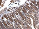 C1D Antibody in Immunohistochemistry (Paraffin) (IHC (P))