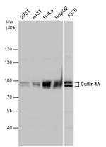 Cullin 4A Polyclonal Antibody