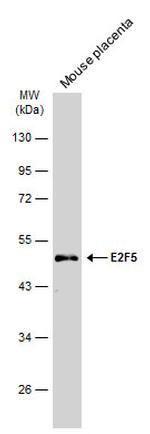 E2F5 Antibody in Western Blot (WB)