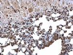 Histone H3 Antibody in Immunohistochemistry (Paraffin) (IHC (P))