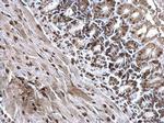 Histone H3 Antibody in Immunohistochemistry (Paraffin) (IHC (P))