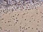 Histone H3 Antibody in Immunohistochemistry (Paraffin) (IHC (P))