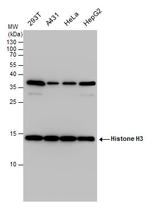 Histone H3 Antibody in Western Blot (WB)