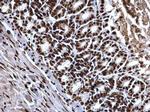 Histone H4 Antibody in Immunohistochemistry (Paraffin) (IHC (P))