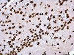 Histone H4 Antibody in Immunohistochemistry (Paraffin) (IHC (P))