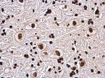 Histone H4 Antibody in Immunohistochemistry (Paraffin) (IHC (P))
