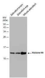 Histone H4 Antibody in Western Blot (WB)