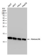 Histone H4 Antibody in Western Blot (WB)