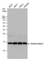 HIST2H2AA3 Polyclonal Antibody