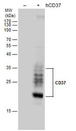 CD37 Polyclonal Antibody