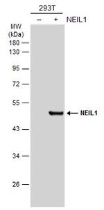 NEIL1 Polyclonal Antibody