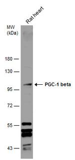PPARGC1B Polyclonal Antibody