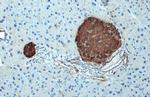 C-Peptide Antibody in Immunohistochemistry (Paraffin) (IHC (P))