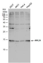 RPL31 Polyclonal Antibody