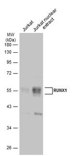 RUNX1 Polyclonal Antibody