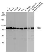 FZD6 Antibody in Western Blot (WB)