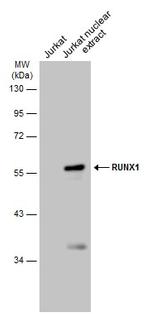 RUNX1 Polyclonal Antibody